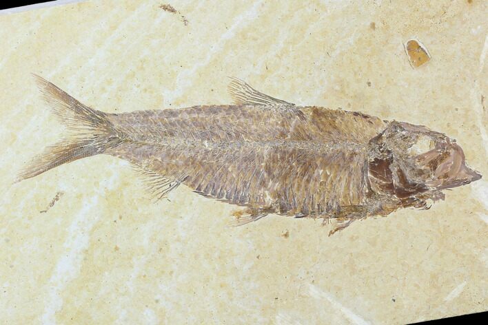 Detailed Fossil Fish (Knightia) - Wyoming #104183